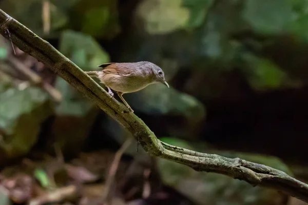 Oiseau Mignon Sur Branche — Photo