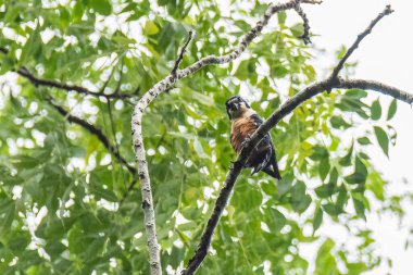 Ormandaki dalda yakalı şahin.