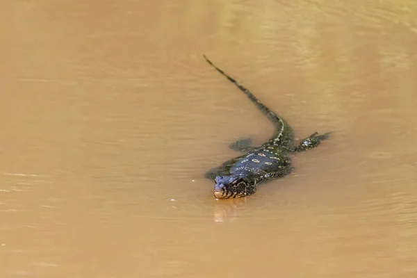Varanus salvator, animal in the water at forest