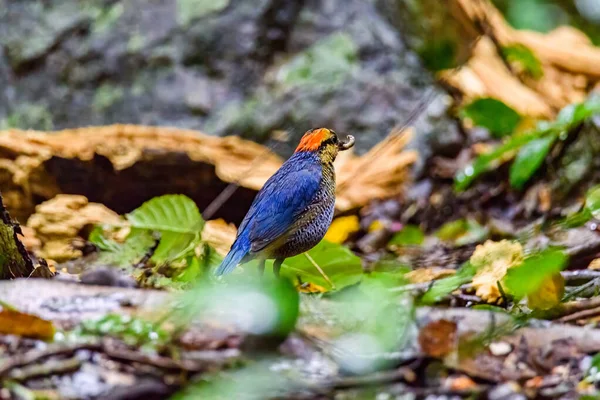 Blauwe Pitta Mooie Vogel Staand Een Grond Natuur — Stockfoto