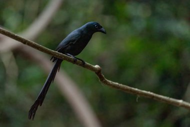 Raket kuyruklu ağaç kuşu bir dala tünemişti.