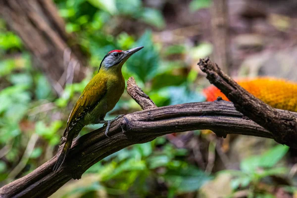 Common Flameback Krásný Pták Datel Přírodě — Stock fotografie