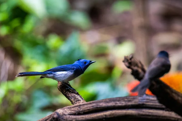 黑色餐巾的帝王 美丽的小鸟在热带森林的树枝上 — 图库照片