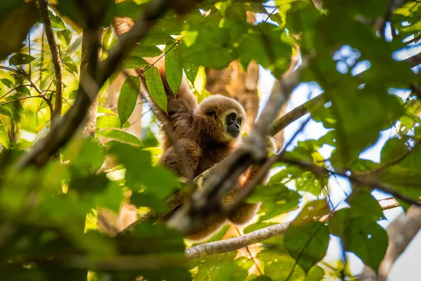 Gibbon Säugetier Asiatischen Wald — Stockfoto