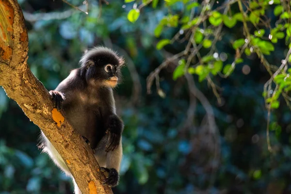 Dusky Langur Aap Aan Boom Het Bos Azië — Stockfoto