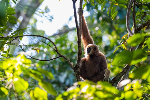 Gibbon Zoogdieren Het Wild Het Bos Azië — Stockfoto