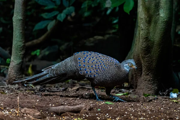 Γκρι Peacock Pheasant Όμορφα Πουλιά Της Ταϊλάνδης — Φωτογραφία Αρχείου