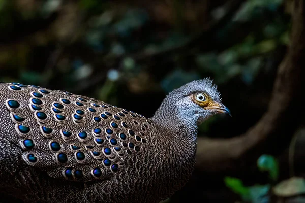 Γκρι Peacock Pheasant Όμορφα Πουλιά Της Ταϊλάνδης — Φωτογραφία Αρχείου