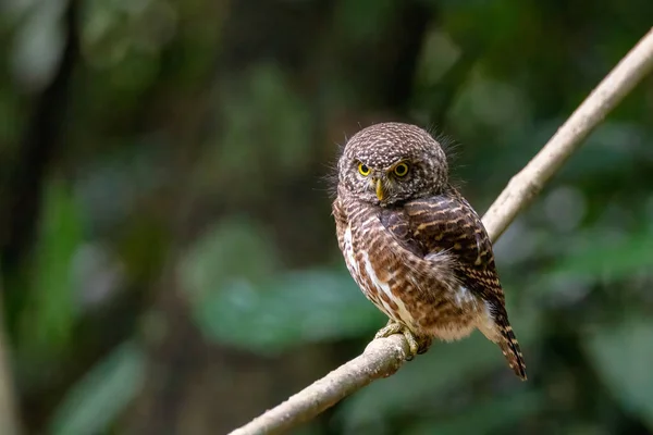 Collared Owlet Looking Tree Branch Tropical Forest — Stock Photo, Image