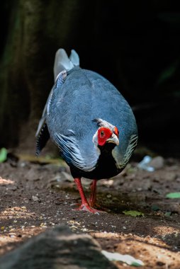 Erkek Kalij sülünü, tropikal ormanda güzel bir kuş.