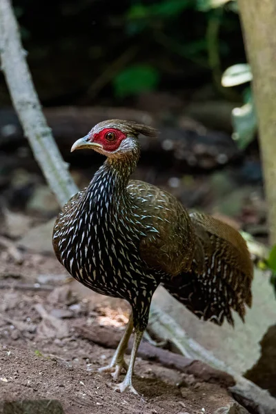 Weibchen Der Kalij Fasan Ein Schöner Vogel Tropischen Regenwald — Stockfoto