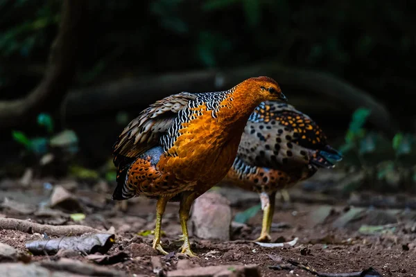 Ferruginous Partridge Δύο Αιχμές Κάθε Πλευρά Του Δάσους Kaeng Krachan — Φωτογραφία Αρχείου