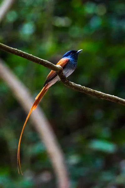 Asian Paradise Flycatcher,beautiful bird in tropical forest