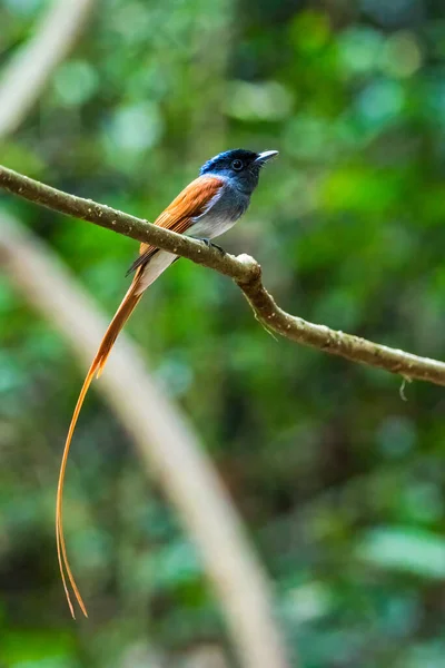 Asian Paradise Flycatcher Piękny Ptak Tropikalnym Lesie — Zdjęcie stockowe
