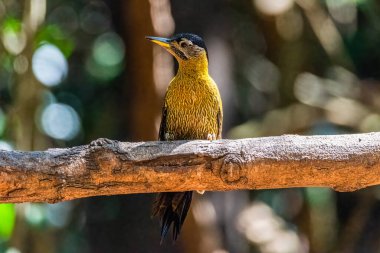 Yaygın bir alev topu, doğadaki güzel ağaçkakan.