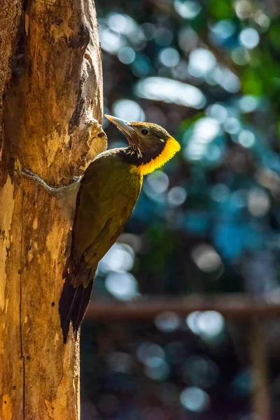 Pic Tête Jaune Chrysophlegma Flavinucha Explorant Mangeant Des Termites — Photo