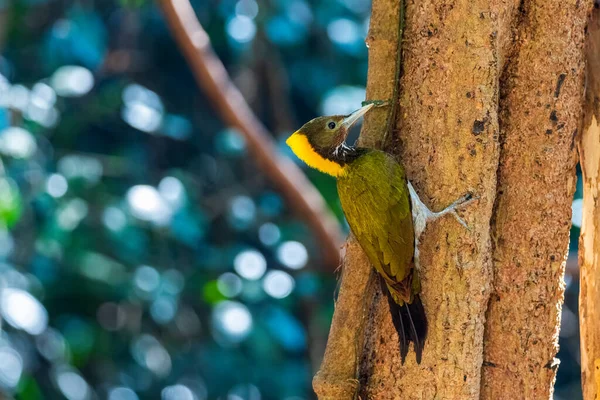 Pájaro Carpintero Nuca Amarilla Chrysophlegma Flavinucha Explorando Comiendo Termitas —  Fotos de Stock