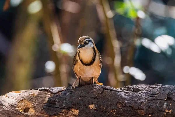 Pássaro Bonito Greater Necklaced Laughingthrush Garrulax Pectoralis Poleiro Ramo Floresta — Fotografia de Stock