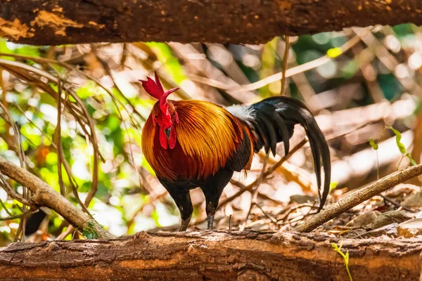 Gallo Selvatico Gallus Gallus Uccello Tropicale Nella Natura Thailandese — Foto Stock