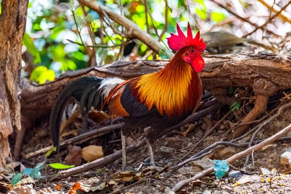 Red Junglefowl - Gallus gallus tropikal kuş doğada Tayland
