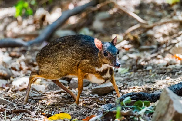 Lesser Mouse Deer Tragulus Kanchil Walking Real Nature — Stock Photo, Image