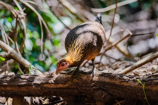 Junglefowl Member Pheasant Family Captured Sattal India Male Female — Stock Photo, Image