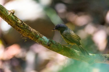 Tayland 'da güzel bir kuş, Kara Peçeli Kral