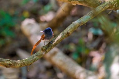 Asya Cennet Sinek Yakalayıcısı, Bir çift kuş