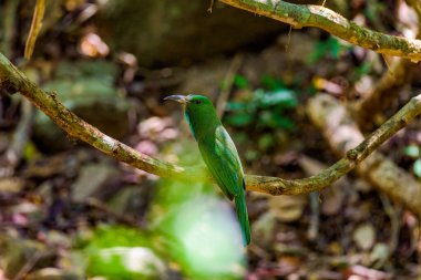 Tayland 'ın mavi sakallı arı yiyicisi.