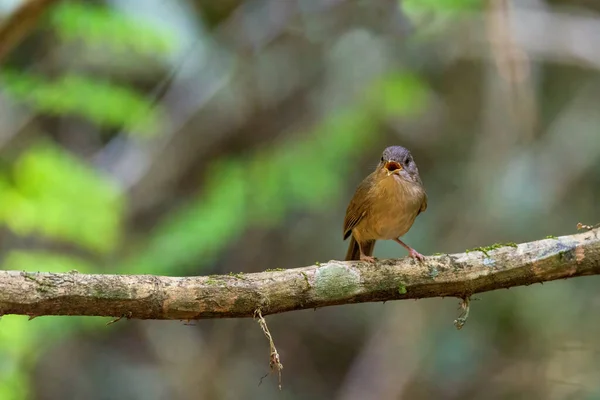 Beautiful Bird Thailand Black Naped Monarch — Stock Photo, Image