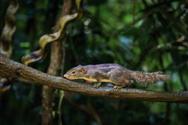 Himalaya çizgili sincabı (Tamiops Mcclellandii), batı çizgili sincap veya Birmanya çizgili sincabı olarak da bilinir.