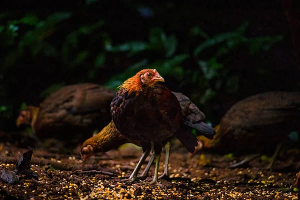 Červená Junglefowl Gallus Gallus Tropický Pták Krásné Barvy Zelené Thajsko — Stock fotografie