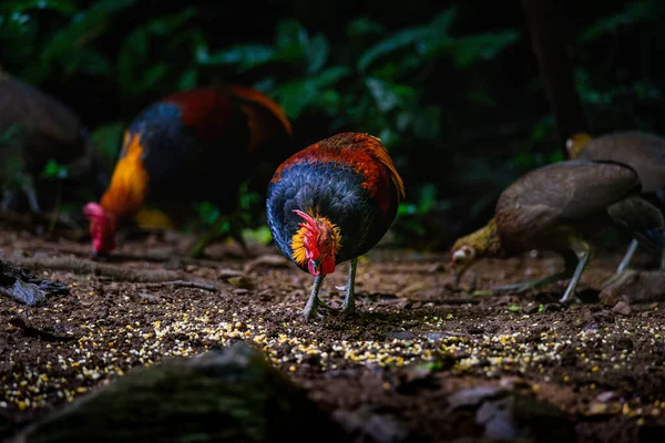 Κόκκινο Junglefowl Gallus Gallus Τροπικό Πουλί Όμορφα Χρώματα Στην Πράσινη — Φωτογραφία Αρχείου