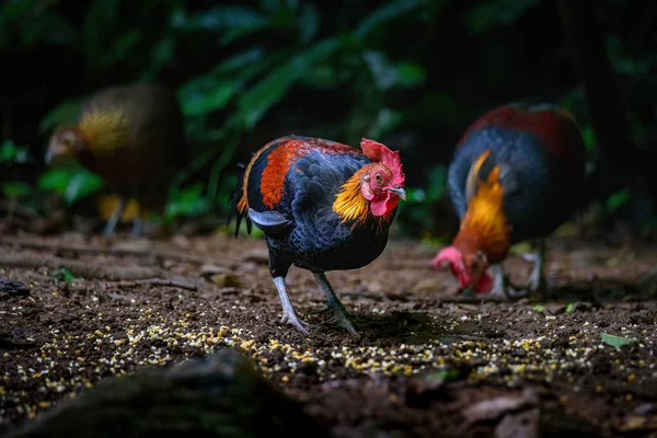 Red Junglefowl Gallus Gallus Trópusi Madár Gyönyörű Színek Zöld Thaiföld — Stock Fotó