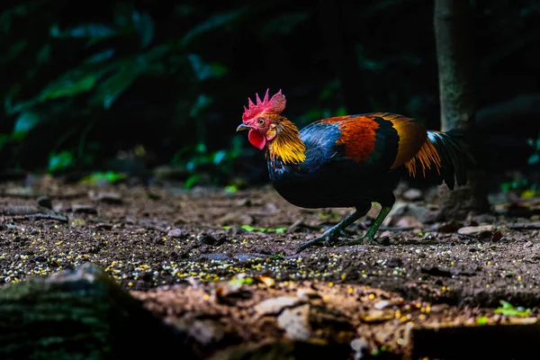 Κόκκινο Junglefowl Gallus Gallus Τροπικό Πουλί Όμορφα Χρώματα Στην Πράσινη — Φωτογραφία Αρχείου