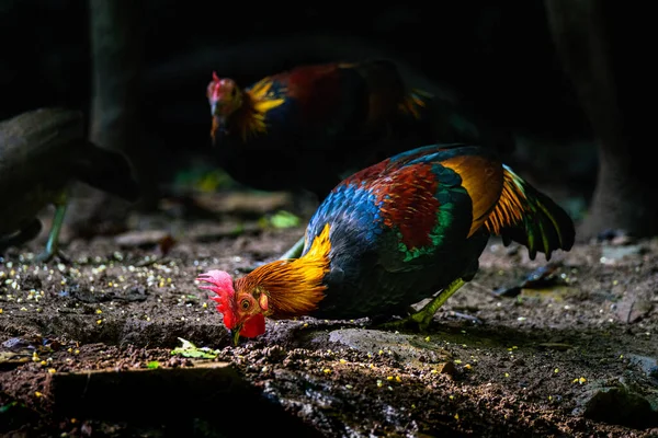 Κόκκινο Junglefowl Gallus Gallus Τροπικό Πουλί Όμορφα Χρώματα Στην Πράσινη — Φωτογραφία Αρχείου