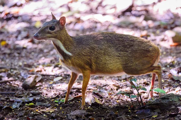 Lesser Mouse Deer Tragulus Kanchil Walking Real Nature Kengkracharn National — Stock Photo, Image