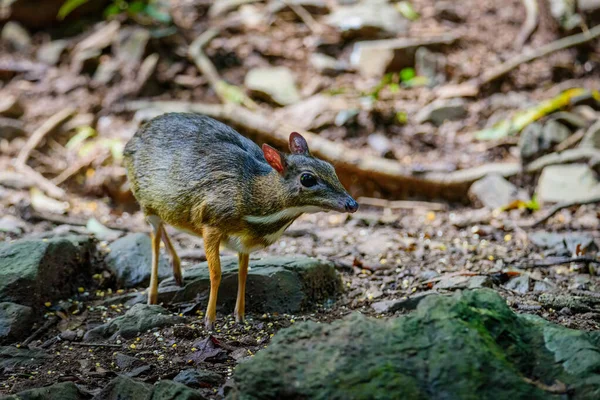 Kleines Mausohr Tragulus Kanchil Beim Wandern Echter Natur Kengkracharn Nationalpark — Stockfoto