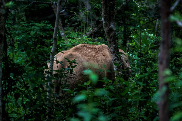 Азиатский Слон Густом Лесу — стоковое фото