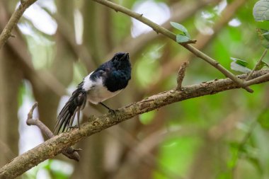 Bambu direğinde güzel erkek Saksağan Robin, Saksağan Robin (Copsychus saularis)