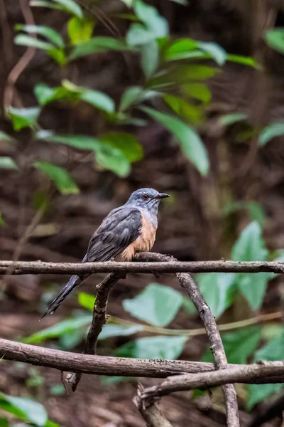 Male Plaintive Cuckoo Cacomantis Merulinus Catch Branch — Stock Photo, Image