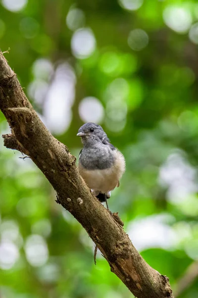 Maschio Plaintive Cuckoo Cacomantis Merulinus Cattura Sul Ramo — Foto Stock