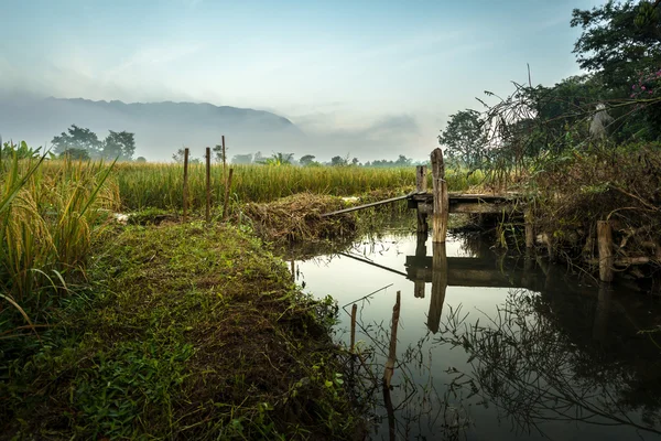 Деревянный мост к рисовому полю — стоковое фото