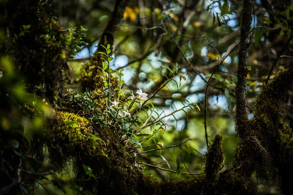 Dendrobium christyanum divoká orchidej v Thajsku — Stock fotografie