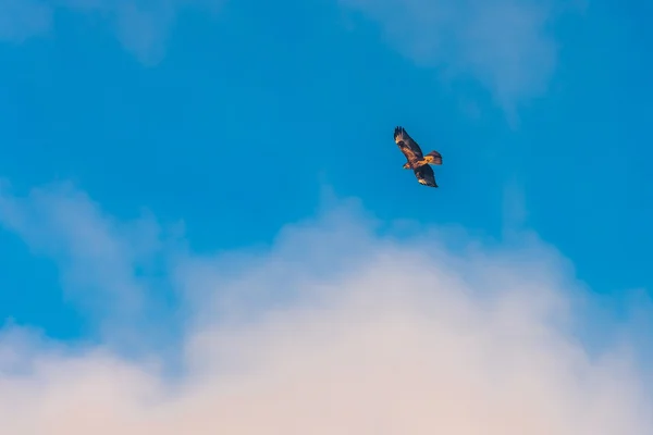 Falcon volar en el cielo azul . —  Fotos de Stock