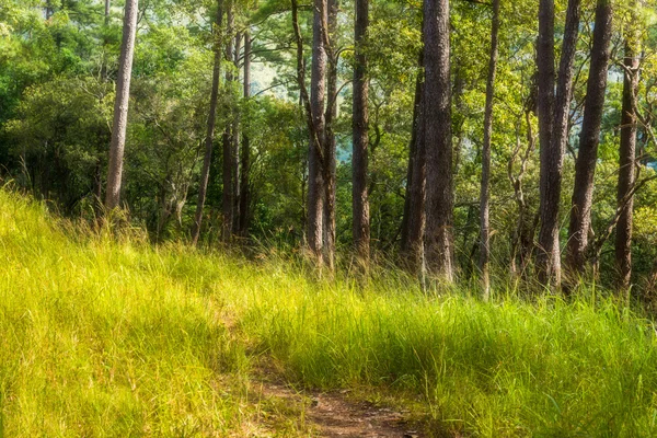 Caminar en el bosque de pinos —  Fotos de Stock