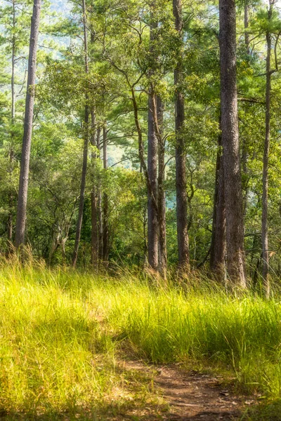 Spacer po lesie sosnowym — Zdjęcie stockowe