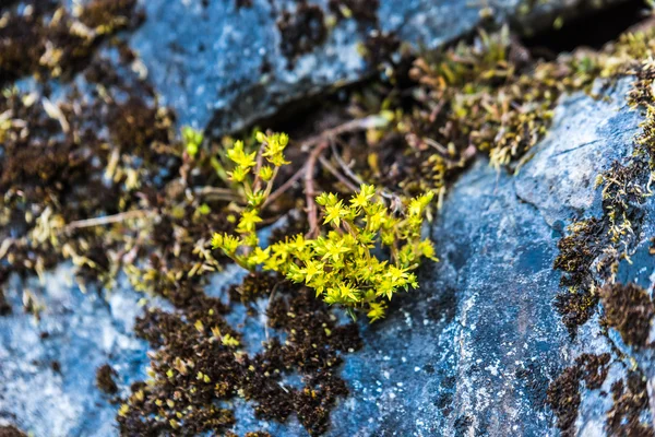 Žluté květy na skalách — Stock fotografie