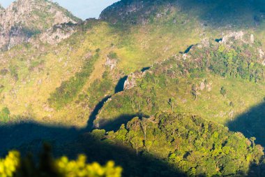 tropikal yağmur ormanları peyzaj