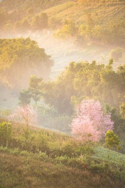 Vahşi Himalaya kiraz çiçek (Prunus cerasoides), dev kaplan flo